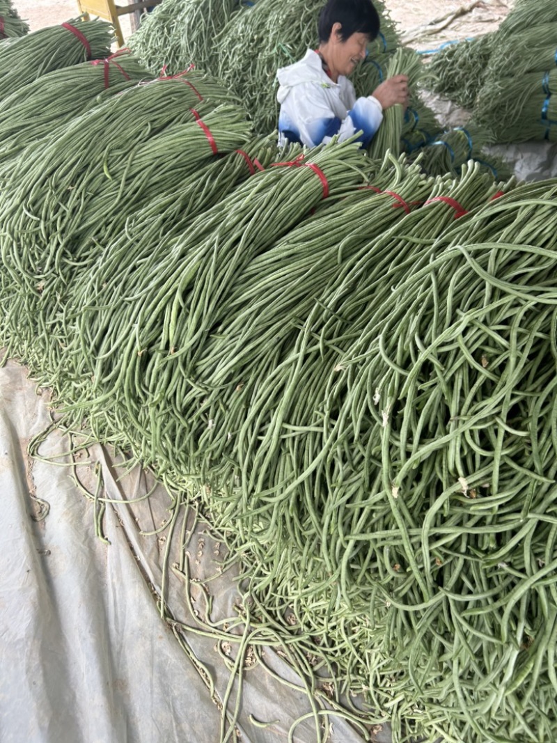 精品长豆角己大量上市。市场直发，电商供货。