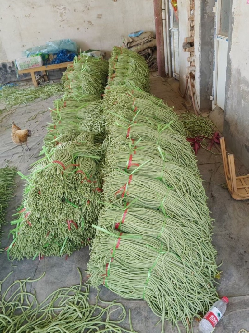 精品长豆角己大量上市。市场直发，电商供货。