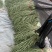 精品长豆角己大量上市。市场直发，电商供货。