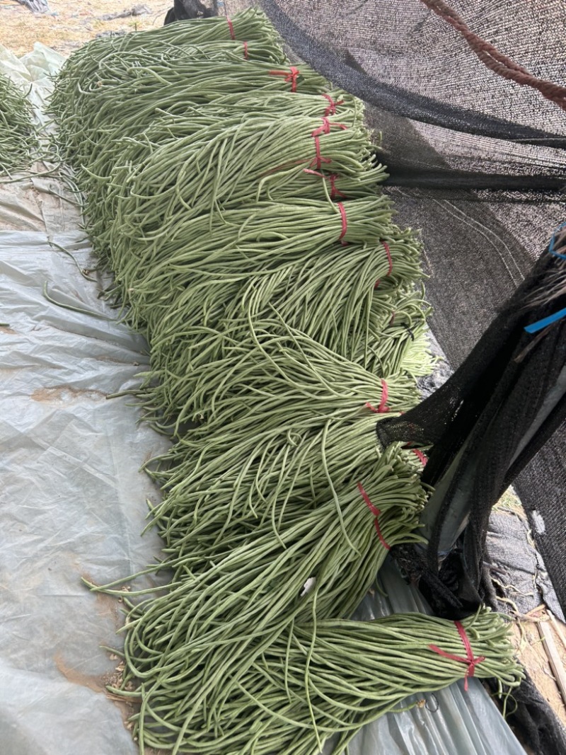 精品长豆角己大量上市。市场直发，电商供货。