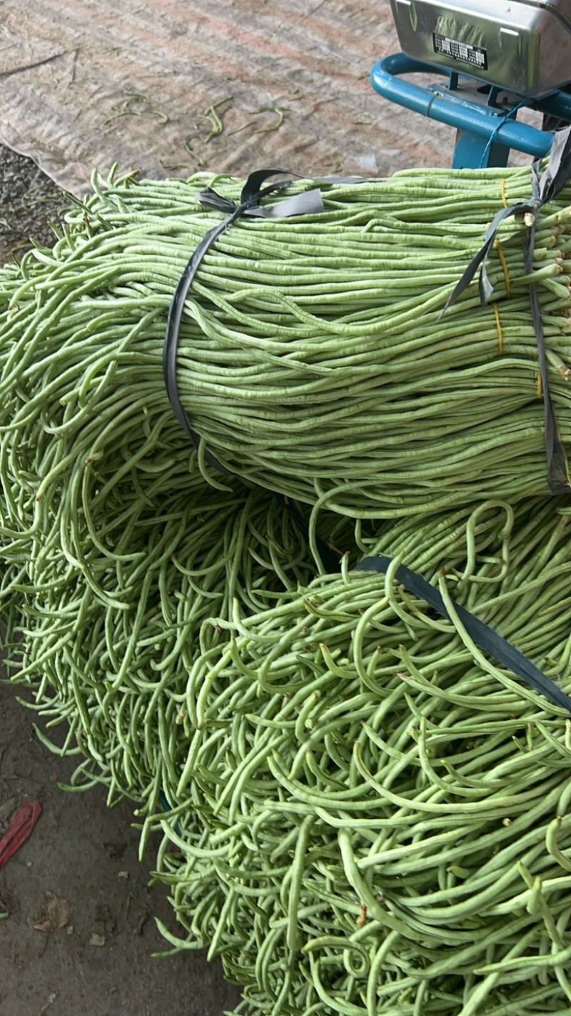精品长豆角己大量上市。市场直发，电商供货。