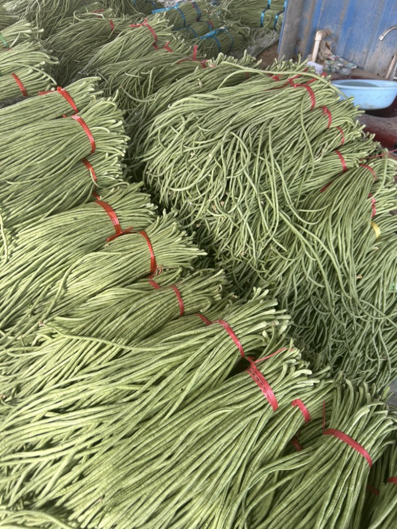 精品长豆角己大量上市。市场直发，电商供货。