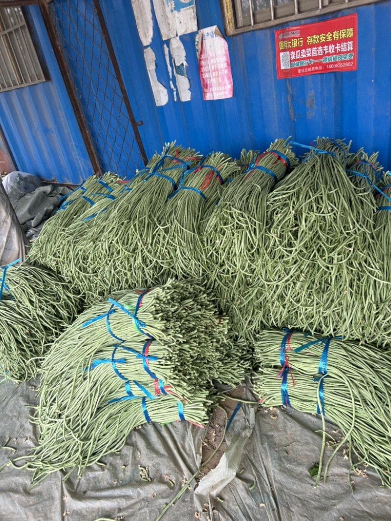 精品长豆角己大量上市。市场直发，电商供货。