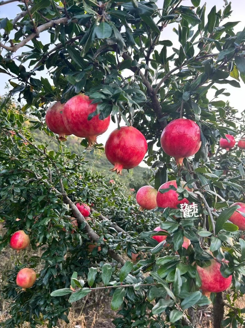 突尼斯软籽石榴