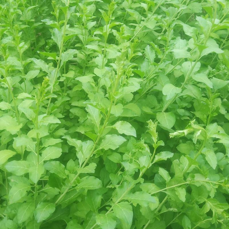 枸杞芽菜苗