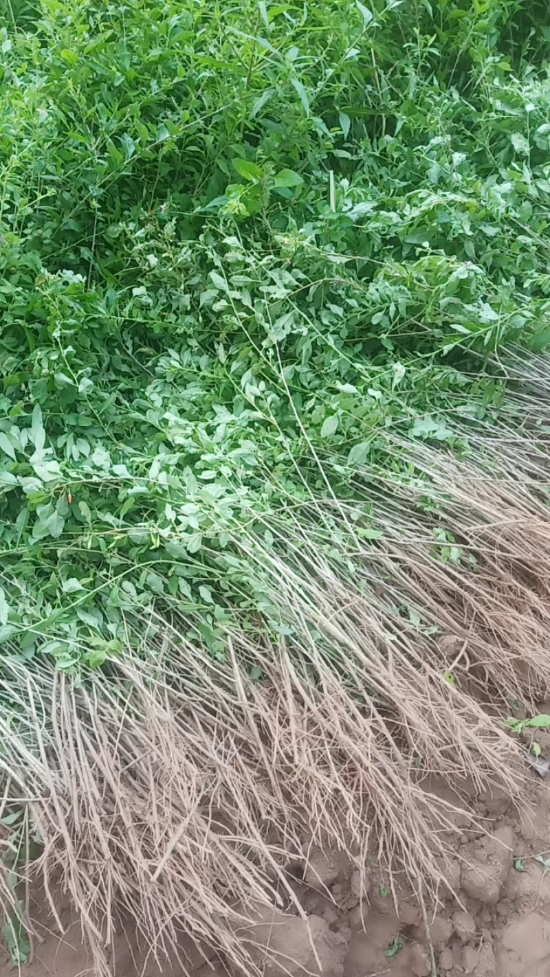 枸杞芽菜苗