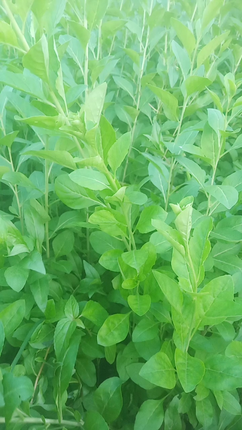 枸杞芽菜苗