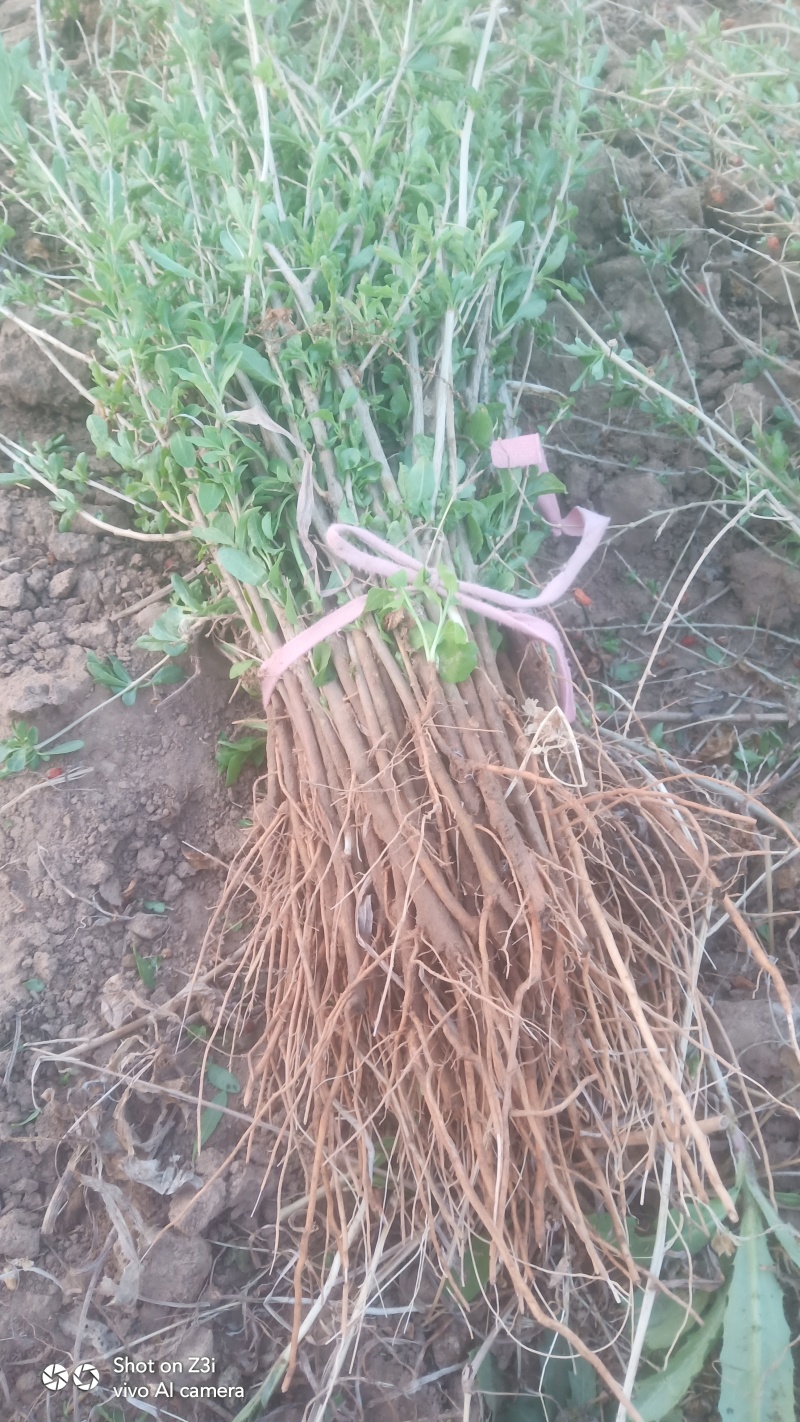 枸杞芽菜苗