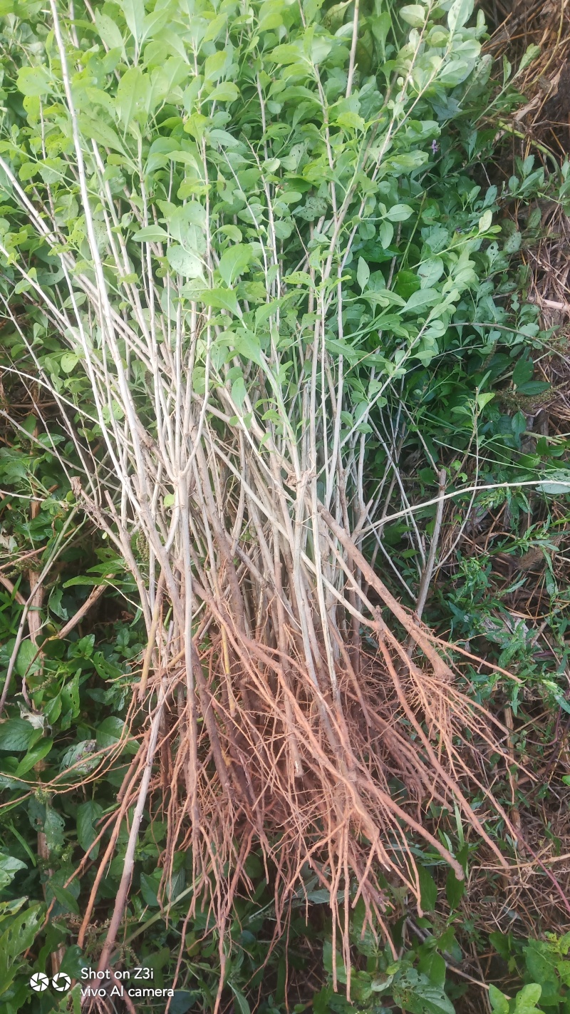 枸杞芽菜苗