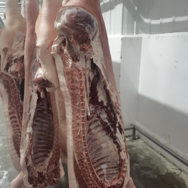黑毛土猪肉300天慢养黑猪，可视频看货欢迎联系