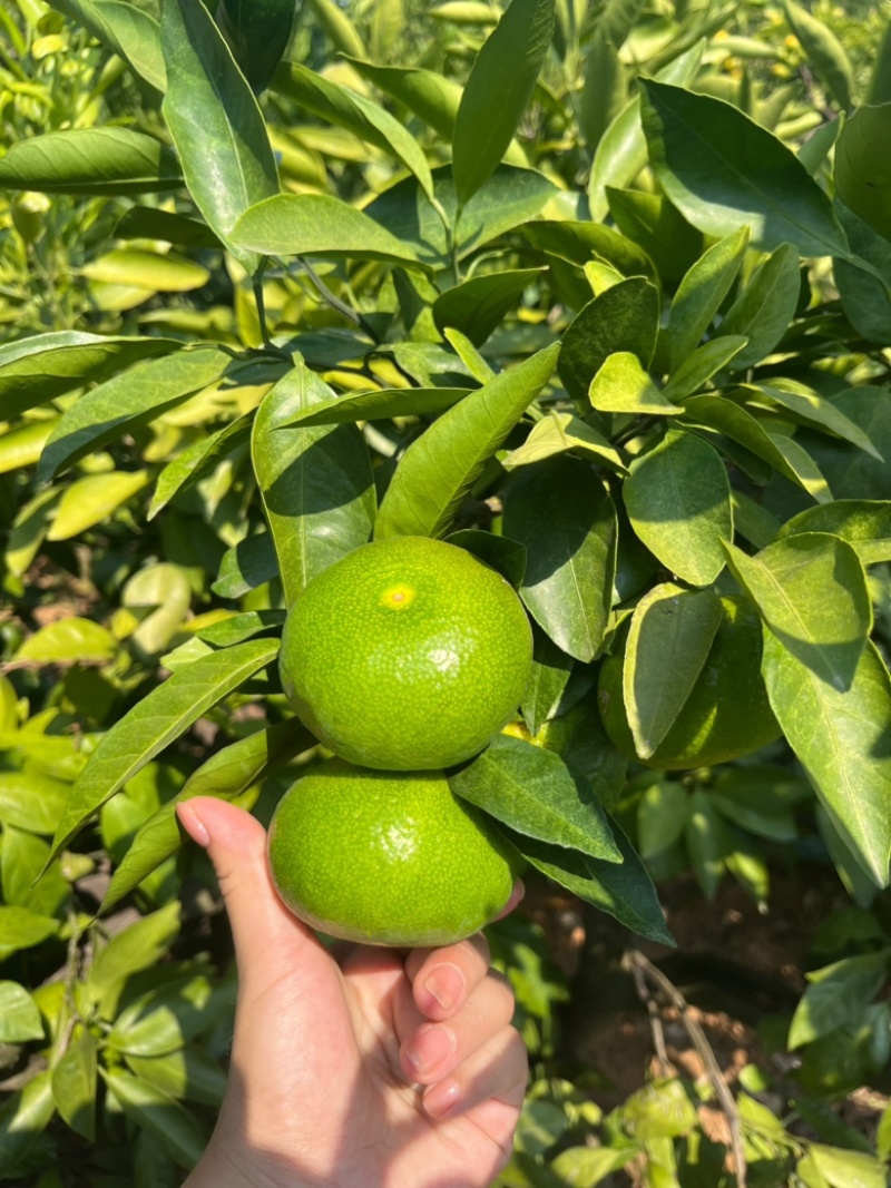湖北蜜橘，精品蜜桔大量上市，产地直发，保证质量，价格实惠！