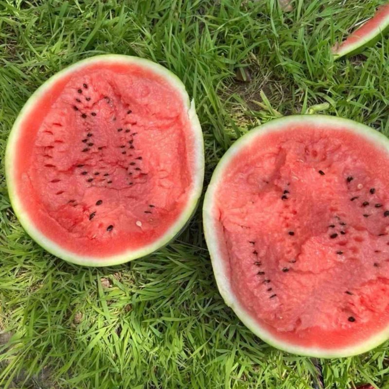 吉林西瓜🍉大地雷，庆红和999.口感甜糖份12+