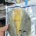 三都港黄鱼黄鱼鲞
