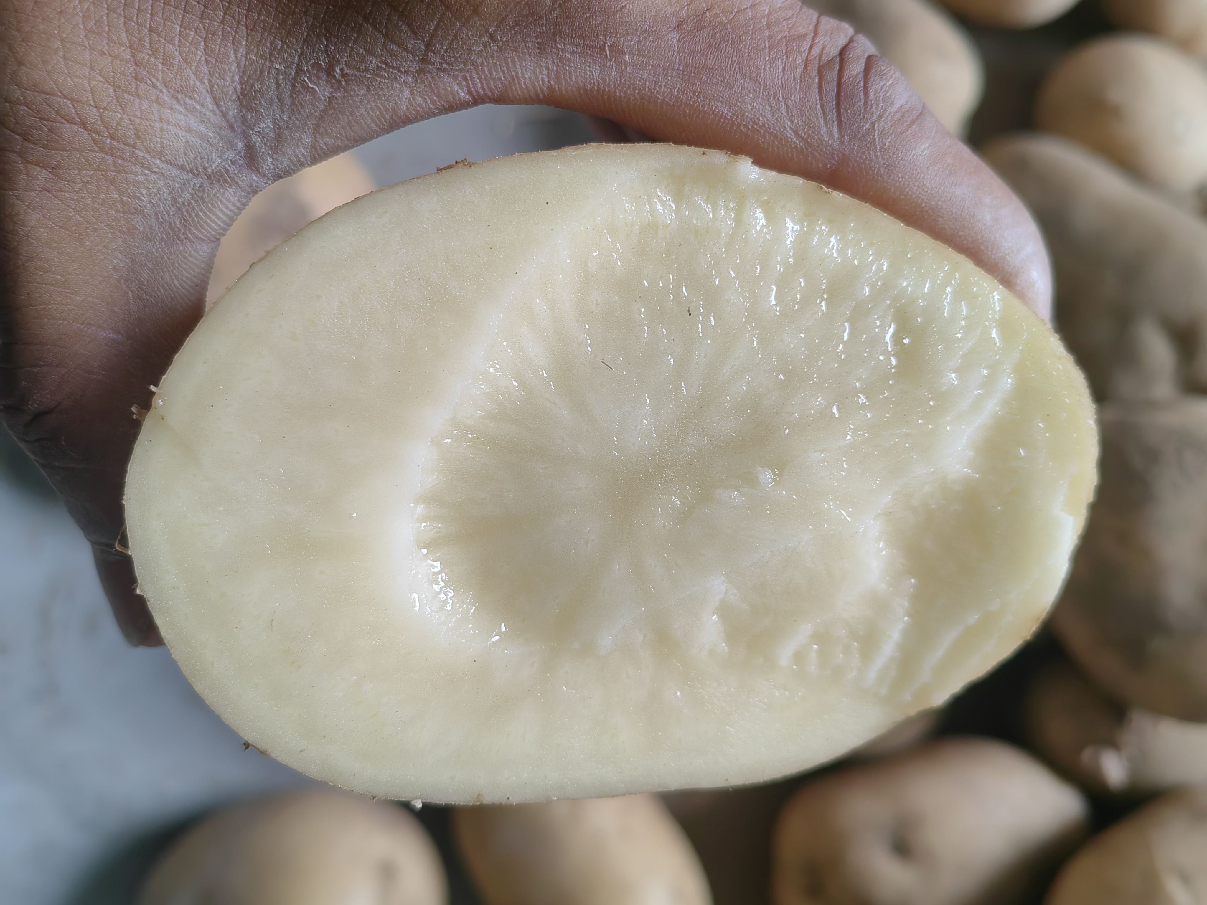 展示两种土豆切开后的内部颜色对比 黄心土豆与白心土豆对比图