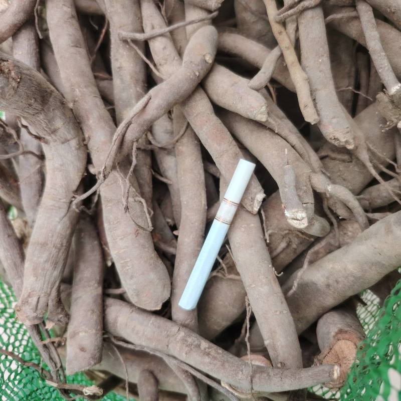 甘肃兰州榆中县和平镇药材基地芍药根货源充足供货稳定，