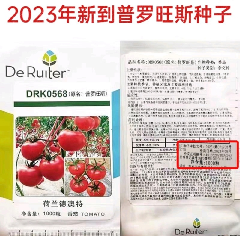 麦迪文口感沙瓤西红柿水果西红柿抗病毒高产好吃