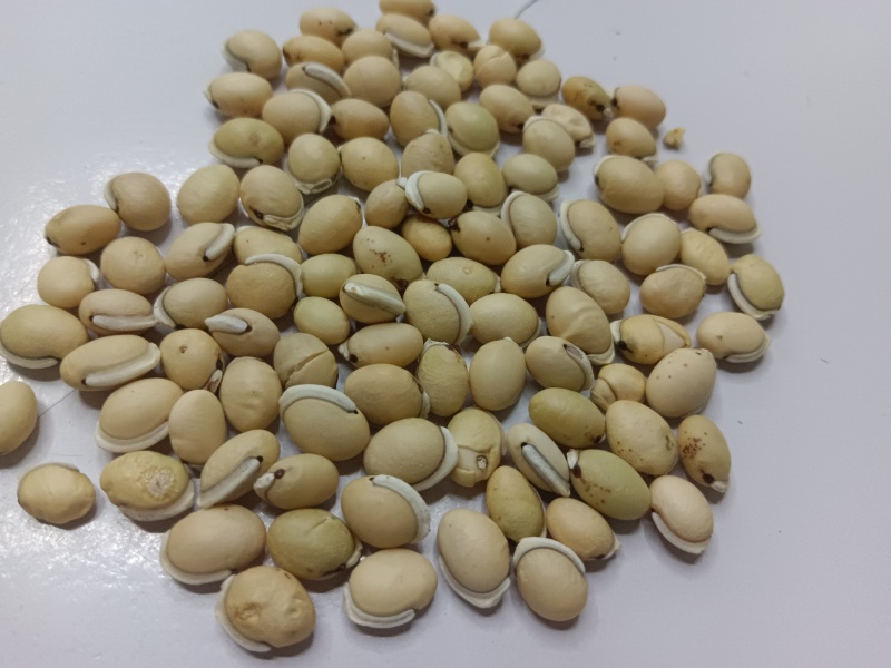 白扁豆大量上市质量保证欢迎下单量大咨询更加优惠