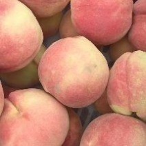 威县中秋王蜜桃大量上市欢迎广大客商前来釆购！