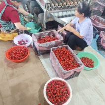 圣女果千禧圣女果产地一手货源品质保障对接商超市场