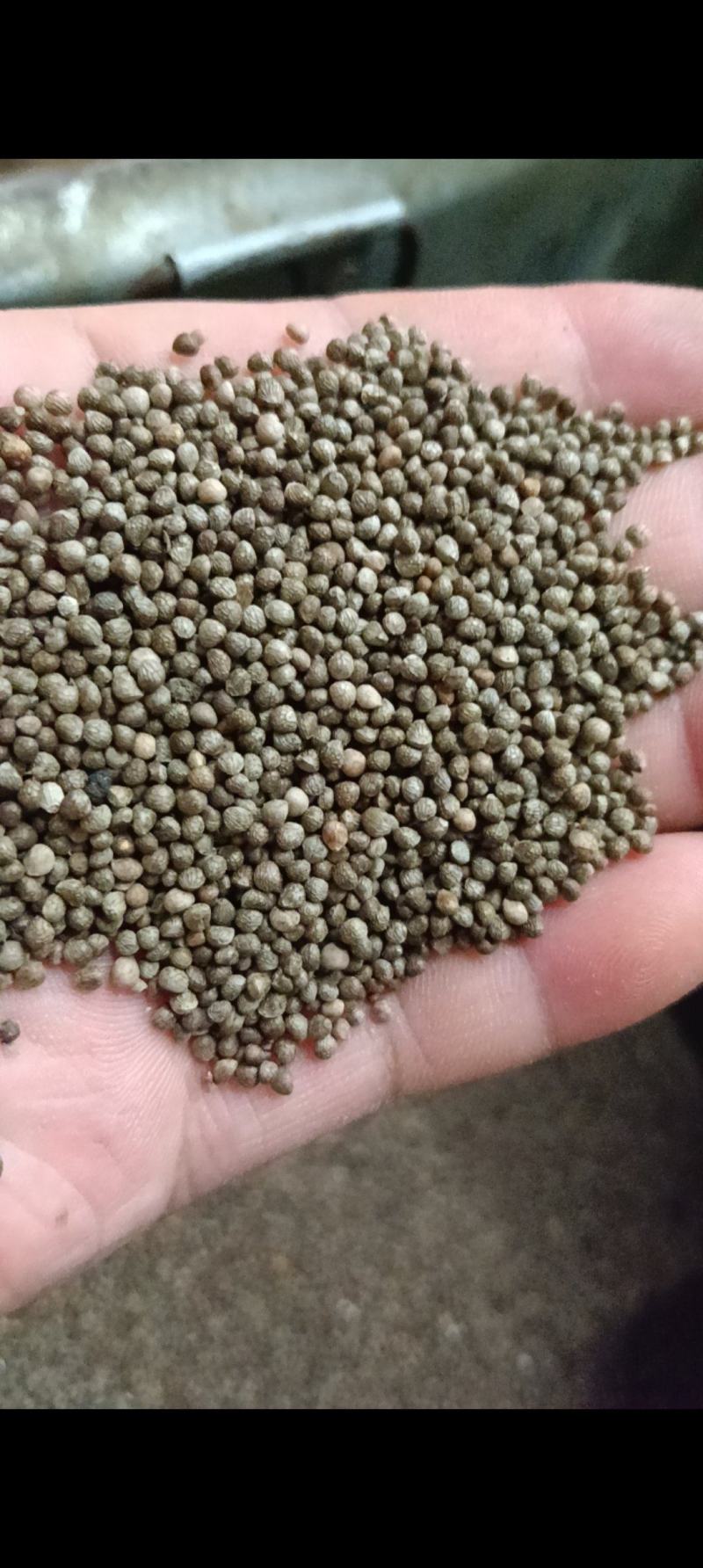 紫苏子新品过滤干净食品药品质量保证苏子苏麻