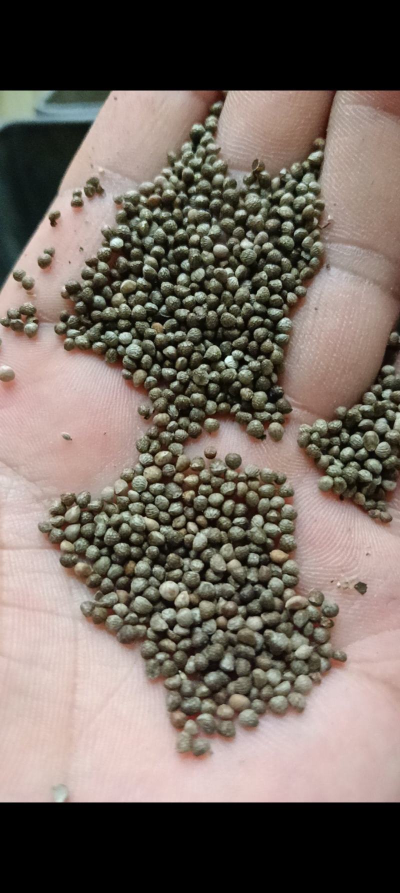 紫苏子新品过滤干净食品药品质量保证苏子苏麻