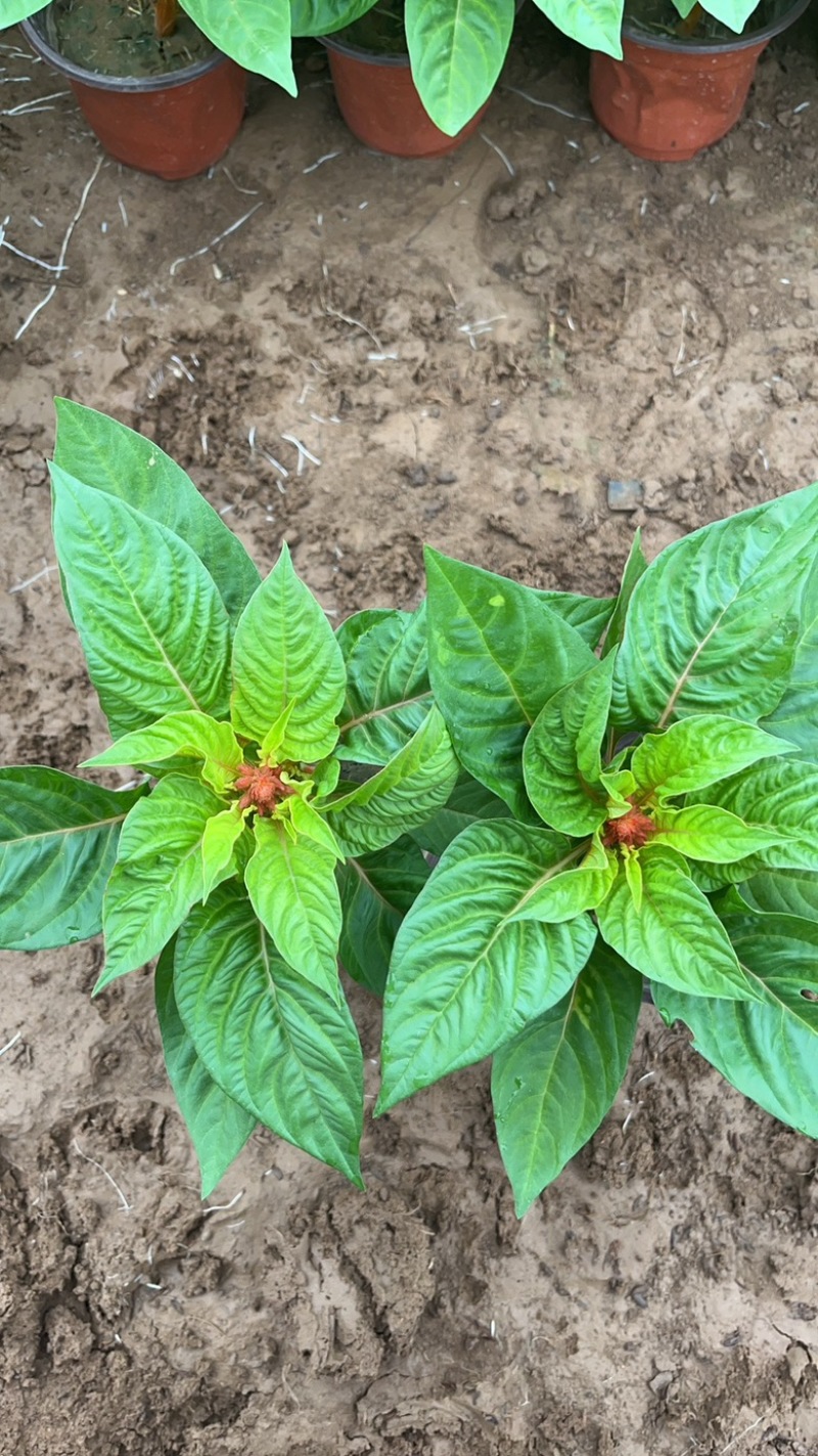 一支笔鸡冠花
