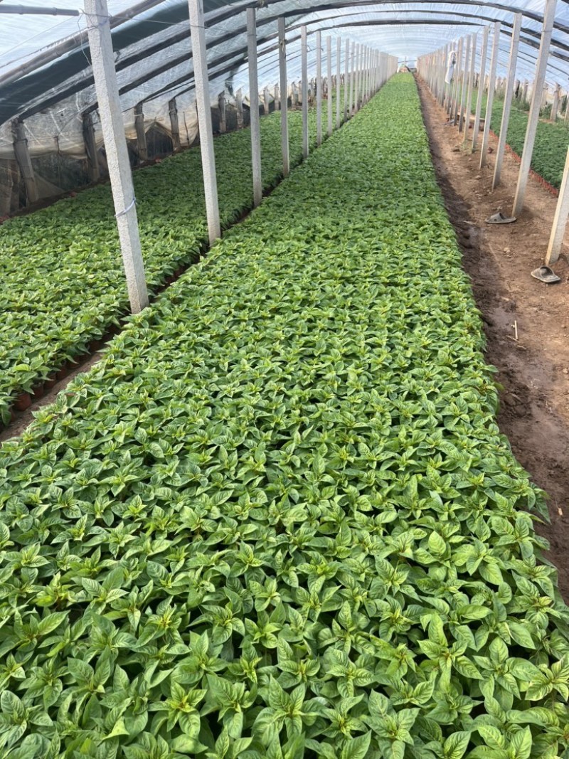 一支笔鸡冠花