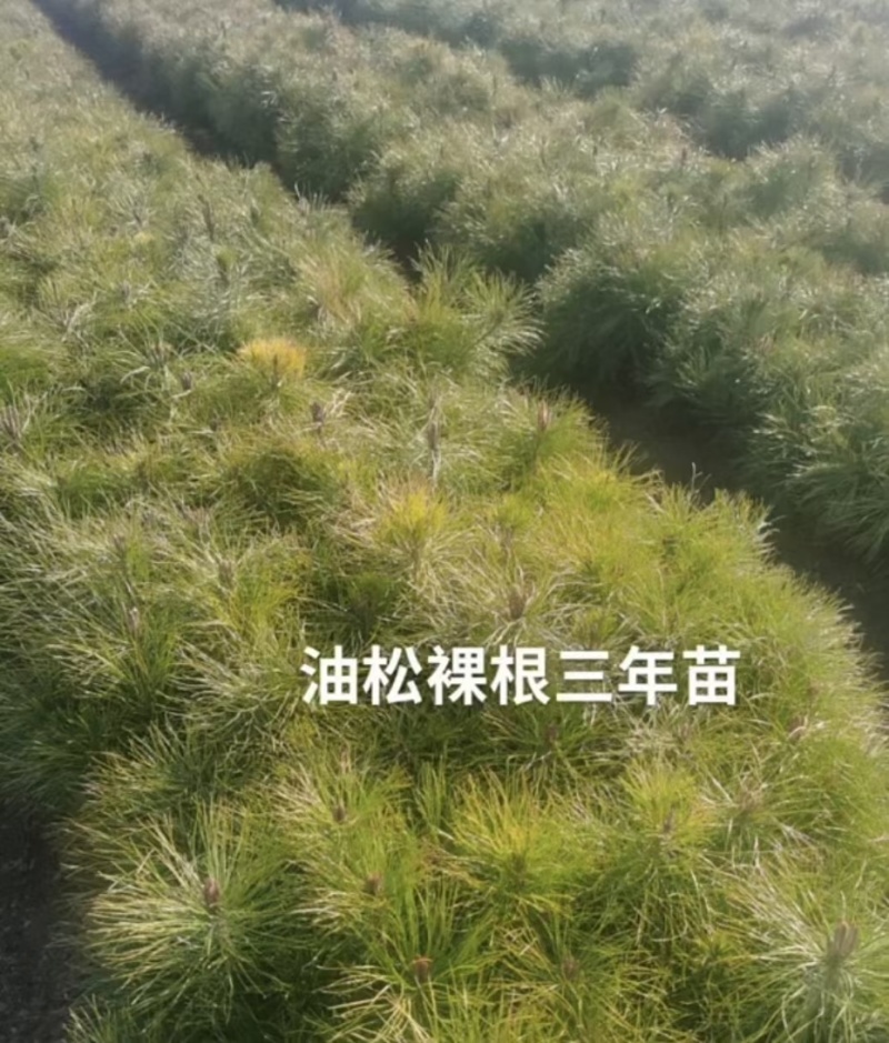 樟子松油松，小苗杯苗，定植苖，东北货源成活率高。