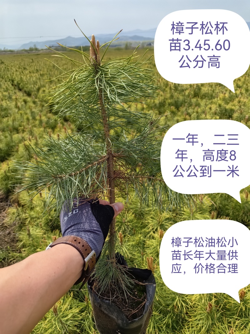 樟子松油松，小苗杯苗，定植苖，东北货源成活率高。