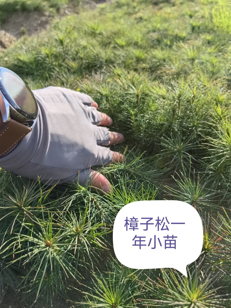 樟子松油松，小苗杯苗，定植苖，东北货源成活率高。