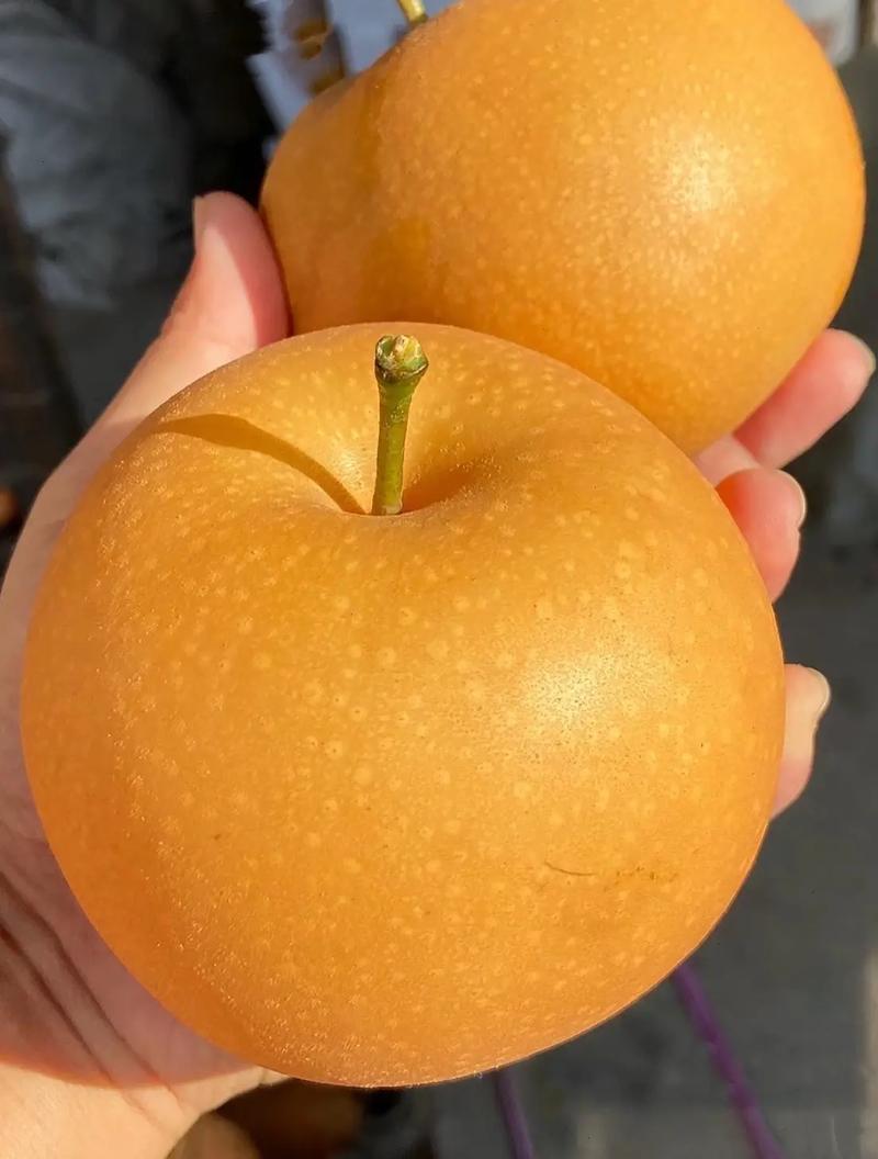 新品种蜜脆酥梨树苗嫁接成品苗