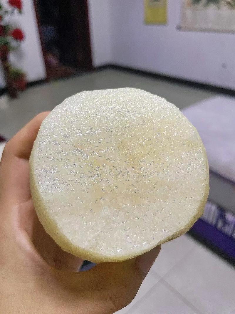 新品种蜜脆酥梨树苗嫁接成品苗
