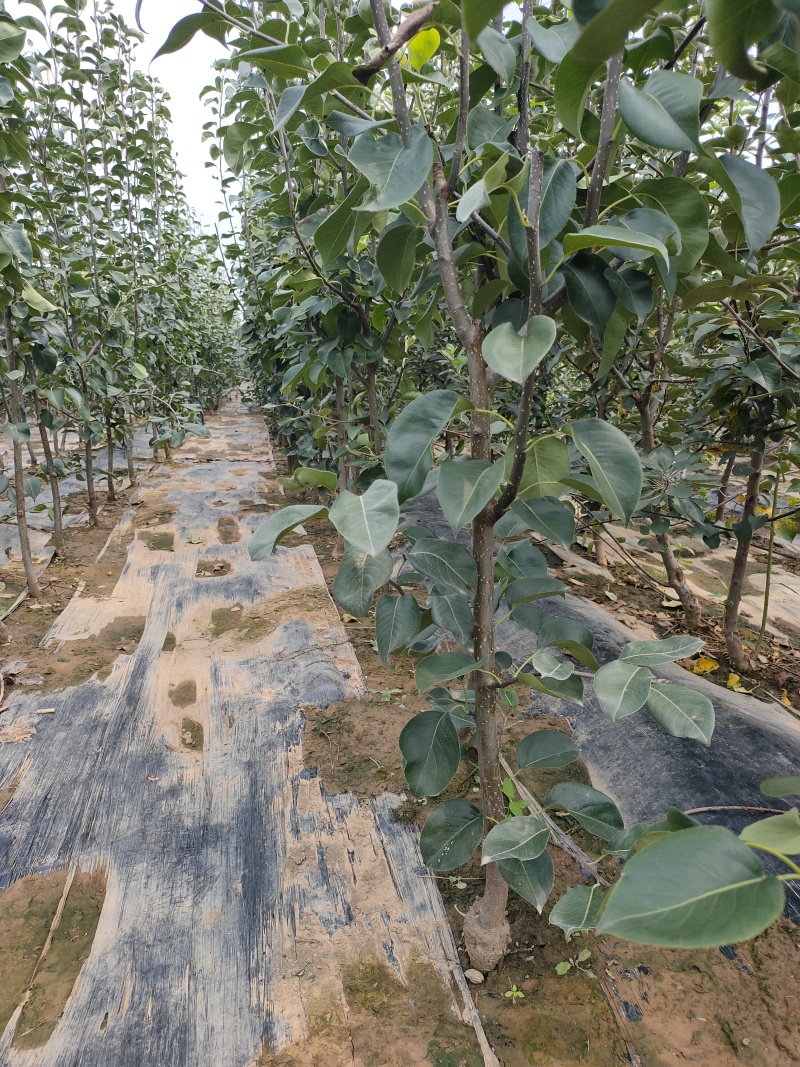 新品种蜜脆酥梨树苗嫁接成品苗