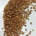 莱菔子萝卜子萝卜子芽菜出芽率高98%左右大量出售