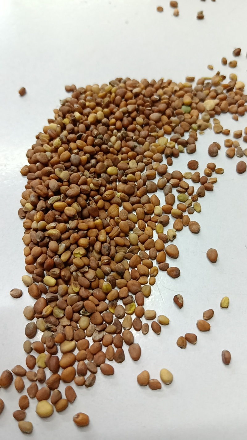莱菔子萝卜子萝卜子芽菜出芽率高98%左右大量出售