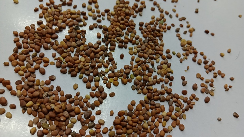 莱菔子萝卜子萝卜子芽菜出芽率高98%左右大量出售