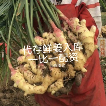 万亩鲜姜大量上市了！大黄姜、沙土姜、电商姜一手货供应
