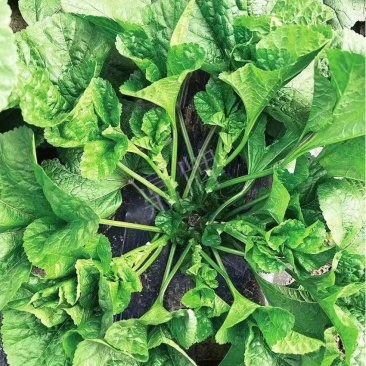 鼎牌东汉菜冬寒菜种子，耐寒性好，生长快，糯嫩顺滑清香味美