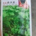 鼎牌东汉菜冬寒菜种子，耐寒性好，生长快，糯嫩顺滑清香味美