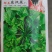鼎牌东汉菜冬寒菜种子，耐寒性好，生长快，糯嫩顺滑清香味美