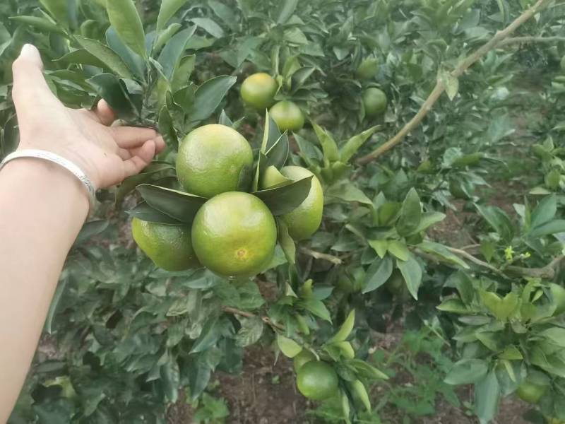 特早蜜橘柑橘普早大量上市中，欢迎光临品尝