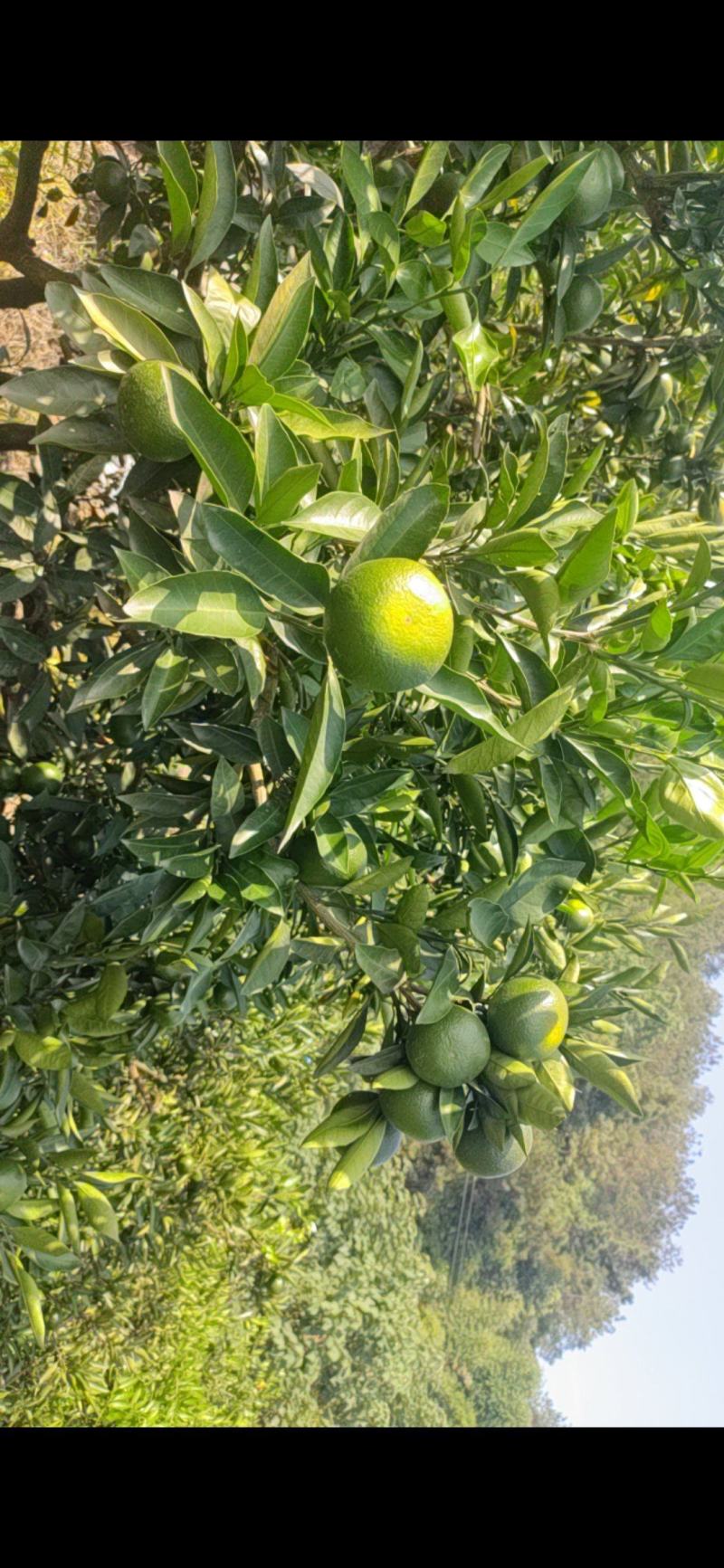 特早蜜橘柑橘普早大量上市中，欢迎光临品尝