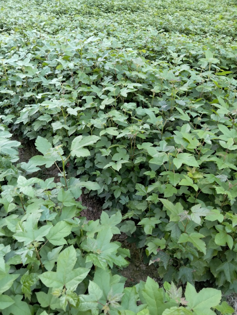 枫香苗一年生枫香苗