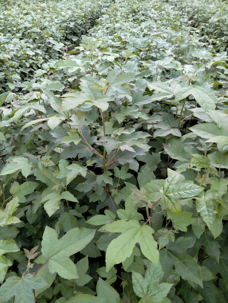 枫香苗一年生枫香苗