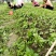 钩藤芽苗钩藤小苗钩藤苗