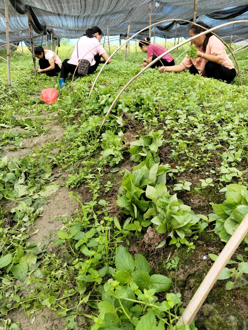钩藤芽苗钩藤小苗钩藤苗