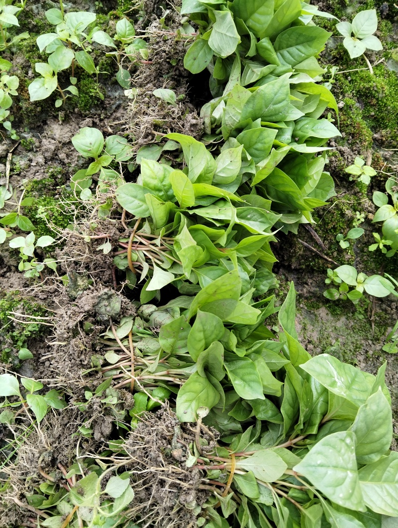 钩藤芽苗钩藤小苗钩藤苗