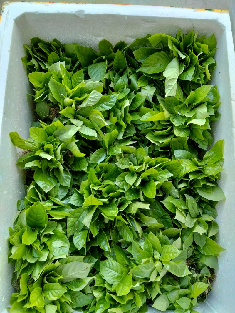 钩藤芽苗钩藤小苗钩藤苗