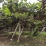 山东绿心猕猴桃奇异果猕猴桃种植基地直发没有中间商按需包装