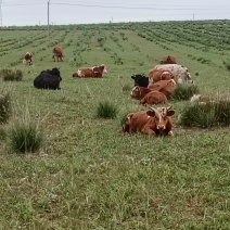 放养跑坡牛肉(整牛现杀)